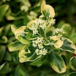 Altuni Taflan Çiçeği