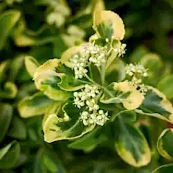 Altuni Taflan Çiçeği