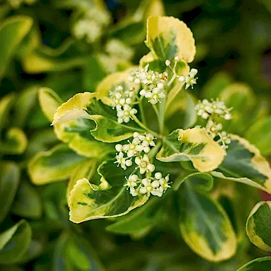 Taflan Çiçeği Altuni Taflan Çiçeği