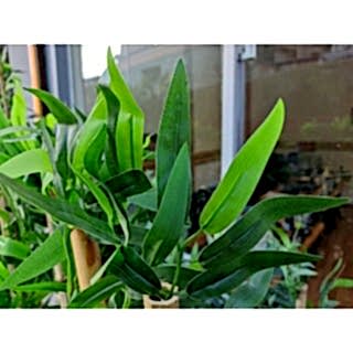 Bambu Yapay Çiçek I Bambu Saksısı I Antrasit Ahşap Saksı