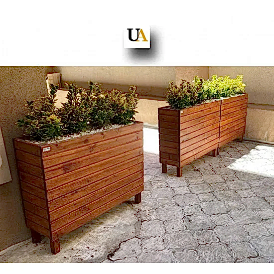 Taflan Çiçeği Altuni Taflan Çiçeği